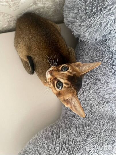 Абиссинские котята с документами