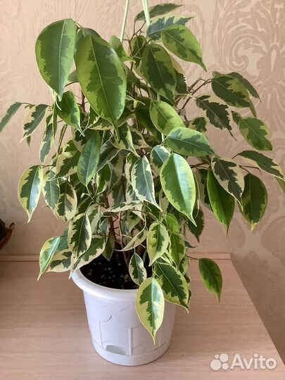 Фикус бенджамина пестролистный