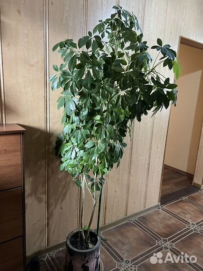 Шефлера 160см