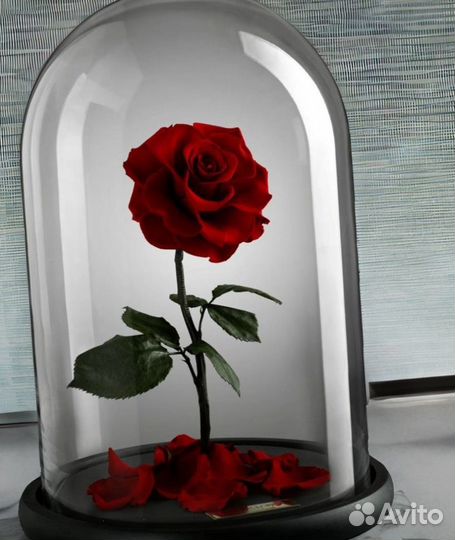 Роза в колбе на Композиции из цветов