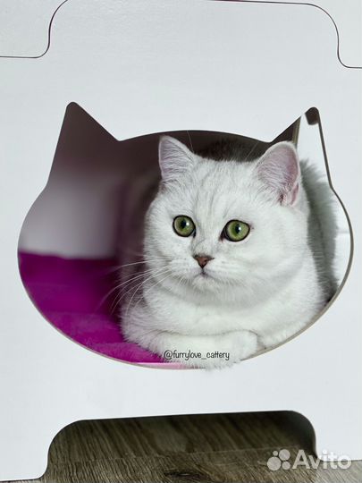 Серебристые котята