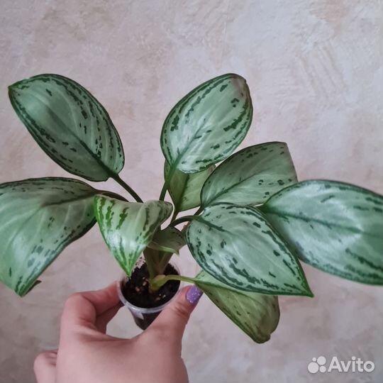 Аглаонема