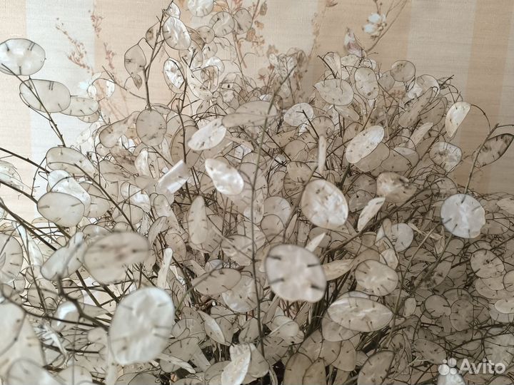 Лунария семена