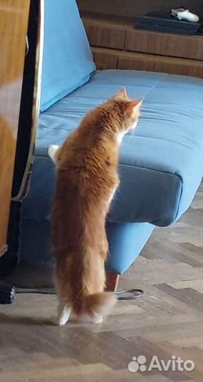 Передержка домашних животных