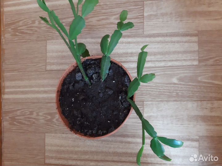 Комнатные растения