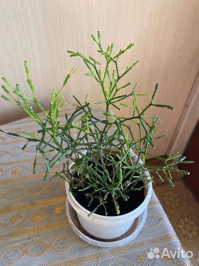 Хатиора и другие цветы