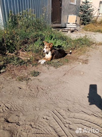 Щенок в добрые руки