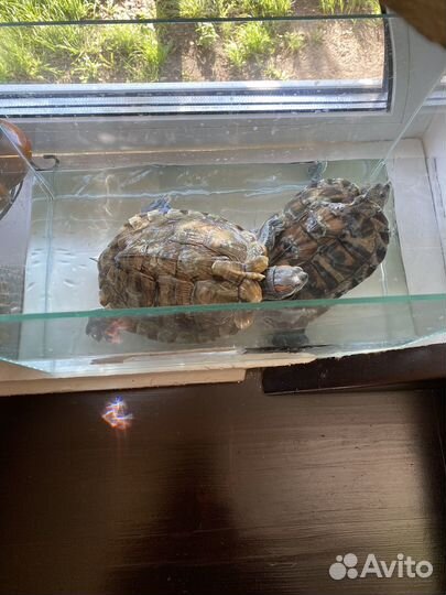 Черепахи водные