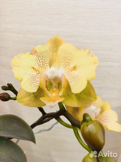 Орхидея Little Emperor 560 бабочка цветёт