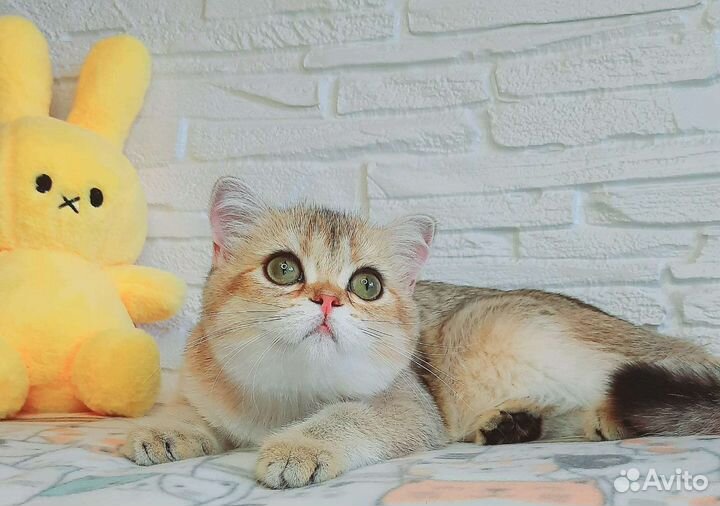 Шотландские котята