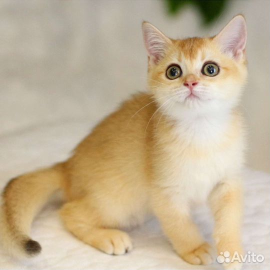 Золотые котята мальчики и девочки