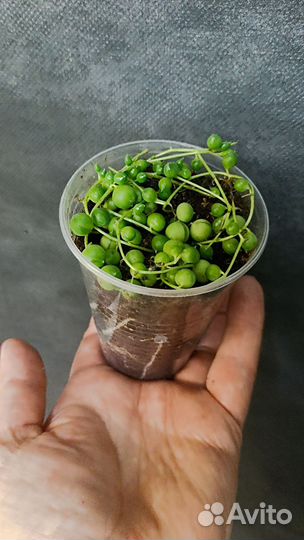 Крестовник