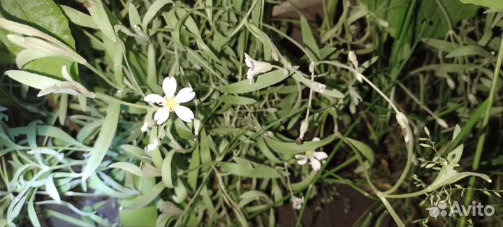 Почвопокровное растение