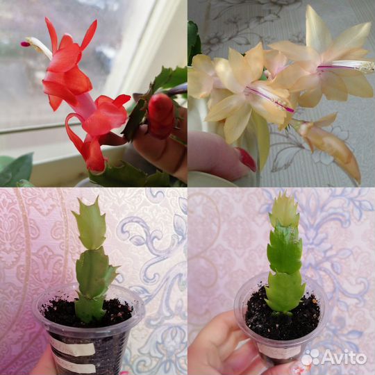 Шлюмбергера сортовые, Рипсалидопсисы, Эпифиллумы