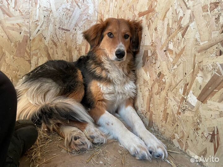 Собаки из приюта Некрасовка