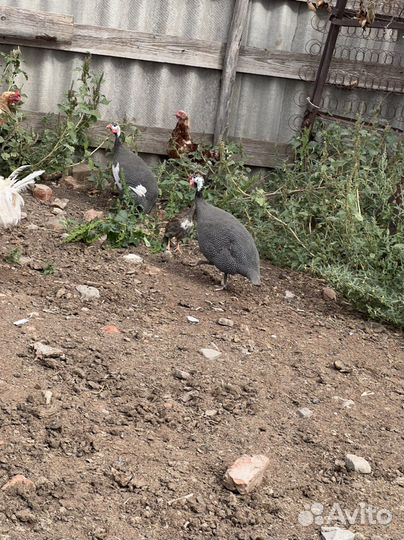 Продам Цесарок 1000 шт