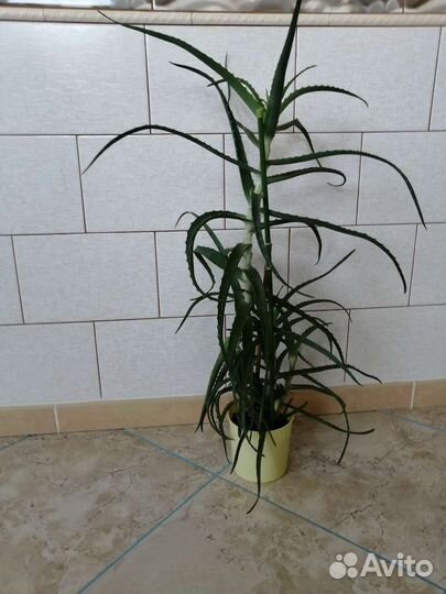 Алоэ древовидный столетник лечебный