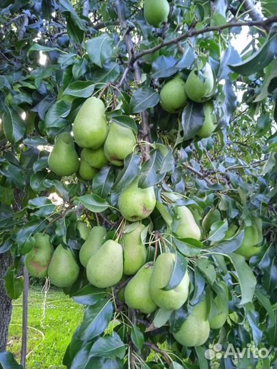 Груши любимица Яковлева