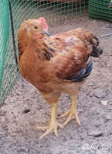 Петух Кучинский