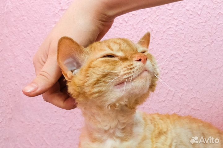 Гостиница для животных 