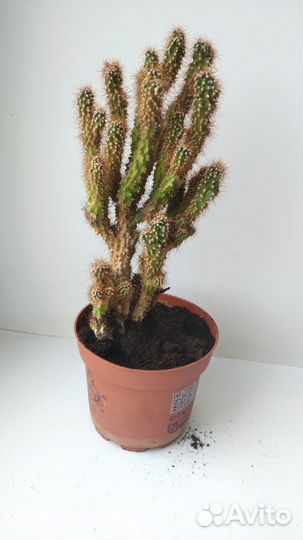 Кактусы, Хавортия