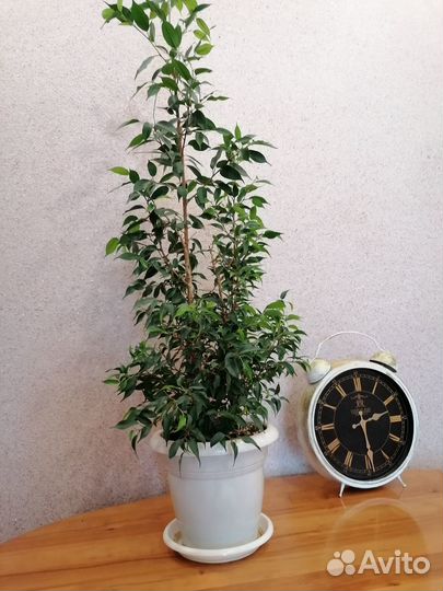 Бенжамин мини