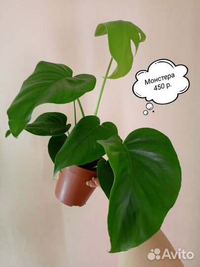 Фикусы, Монстера, Кротон