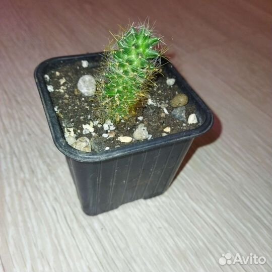 Кактусы и суккуленты