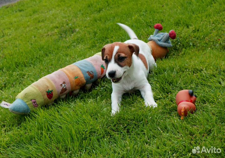 Девочка 3 месяца