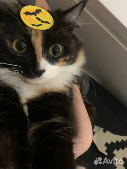 Кошка метис