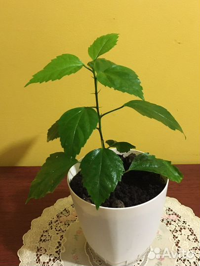 Гибискус китайская роза