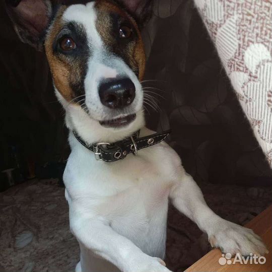 Платная передержка домашних животных.Выгул собак