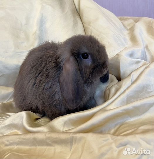 Кролик декоративный минилоп