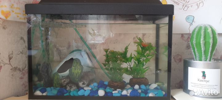 Аквариум с рыбками