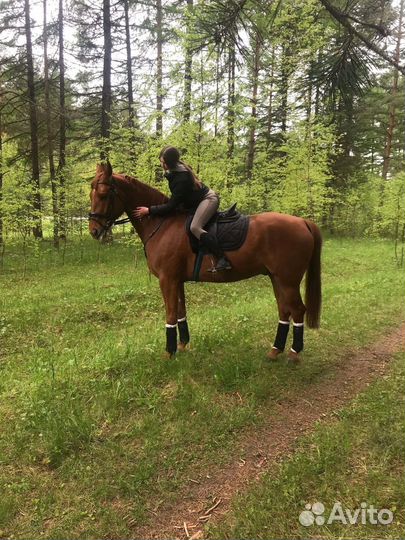 Прокат на лошадях