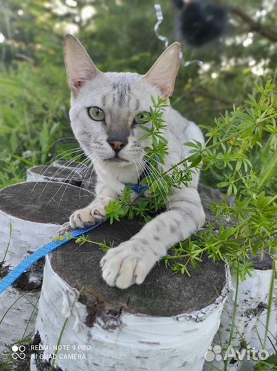 Бенгалы редких окрасов в добрые руки