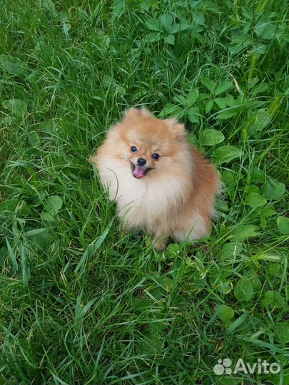 Цверг шпиц вязка