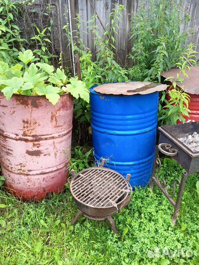 Фикус бенджамина