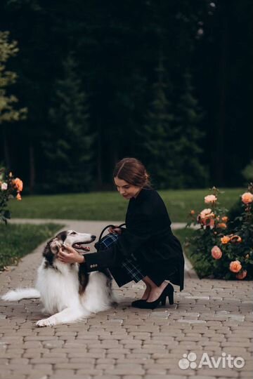 Собака для фотосессии, русская псовая борзая