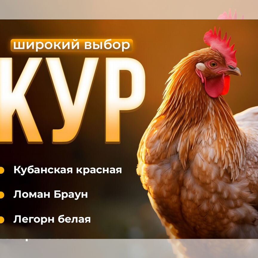 Курицы несушки