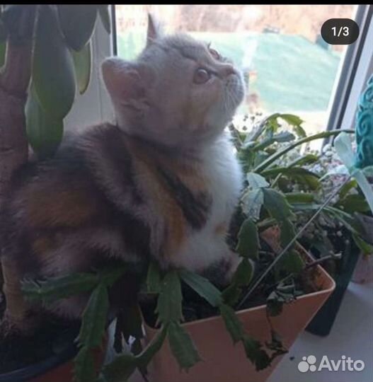 Шотландская кошка