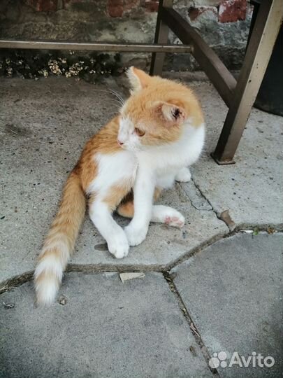 Кошка в дар бесплатно