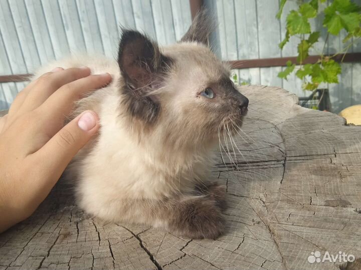 Сиамская кошка