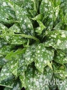 Медуница('Mrs Moon'),традесканция сад. и др.цветы