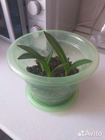 Гиппиаструм