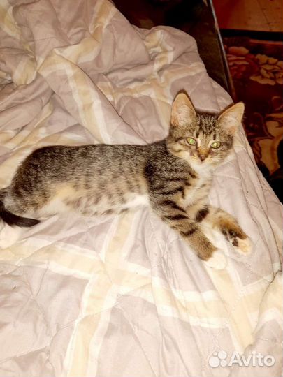 Почти сибирячка