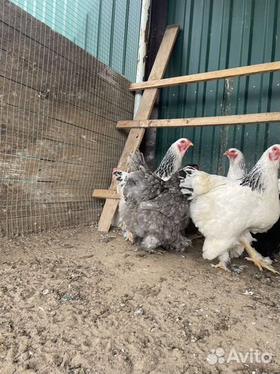 Инкубационное яйцо брама