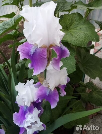 Ирисы сортовые