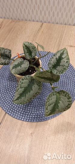 Продаются два цветка сциндапсус Пиктус