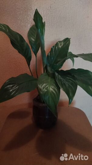 Спатифиллум